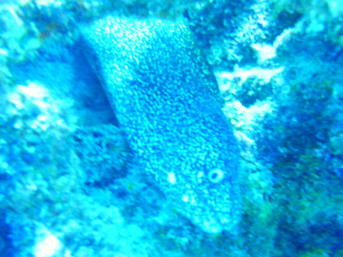 Davis Reef 009 | by larry8162