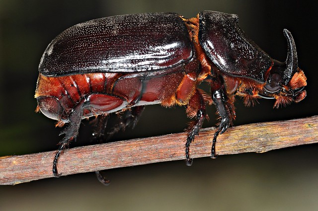 Rhinoceros Beetle (Please view large)