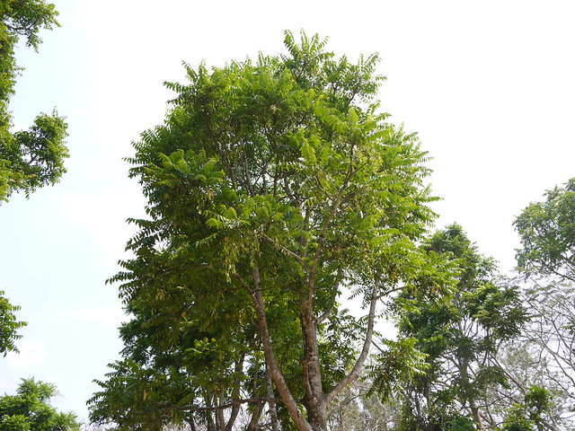 Ailanthus triphysa (Dennst.) Alston