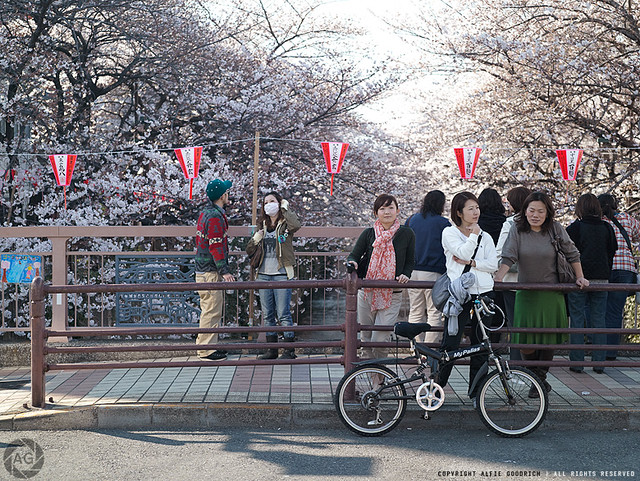 Hanami in Japan, 2011: People enjoying the blossoms in Naka-meguro