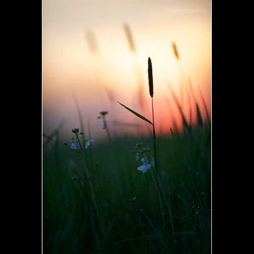 sunset grass weeds d700