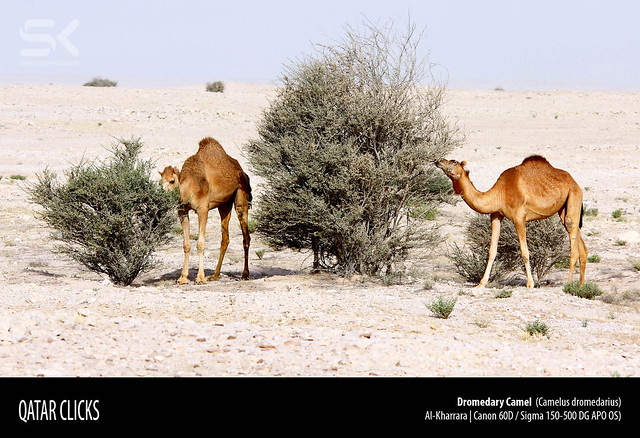Dromedary Camel  (Camelus dromedarius)