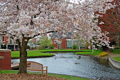 Sakura at Willamette University 2011