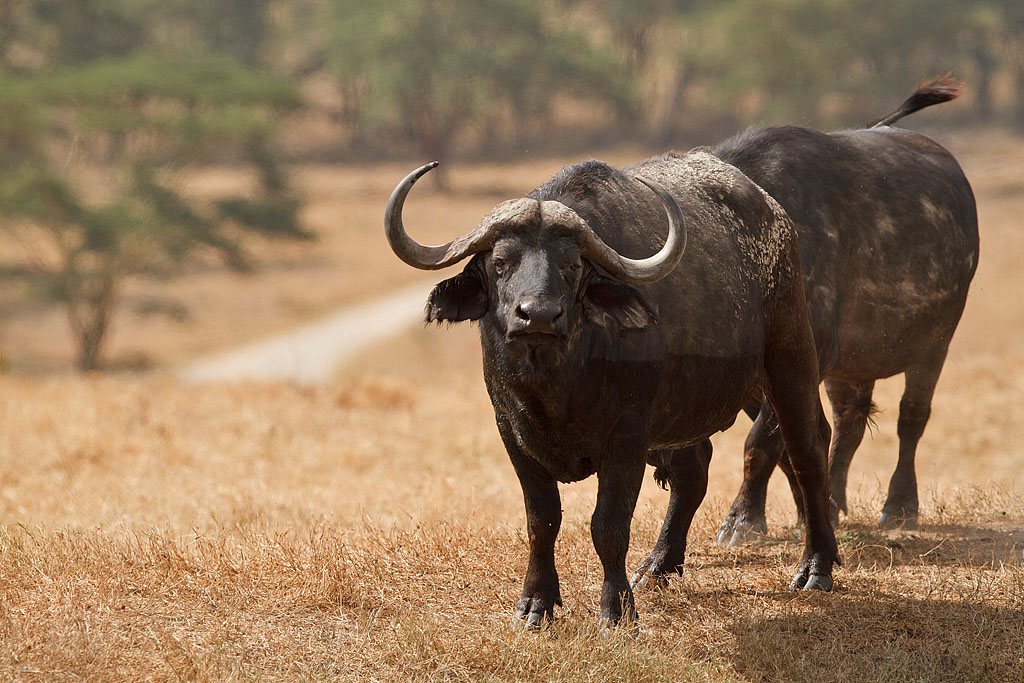 African buffalo - Kenya