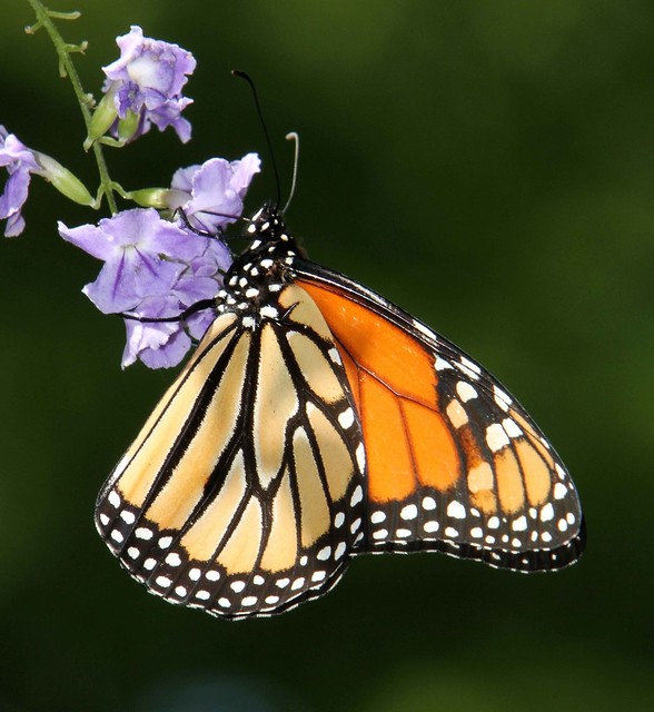 Monarch, female (Danaus plexippus)