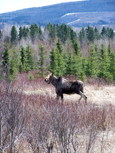 moose deer mammals cervidae alcesalces mammifères orignaux cervidés