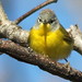 Flickr photo 'Nashville Warbler (Vermivora ruficapilla) 5-20110504' by: Kenneth Cole Schneider.