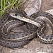 Flickr photo 'Thamnophis elegans vagrans: Wandering Gartersnake' by: Todd W Pierson.