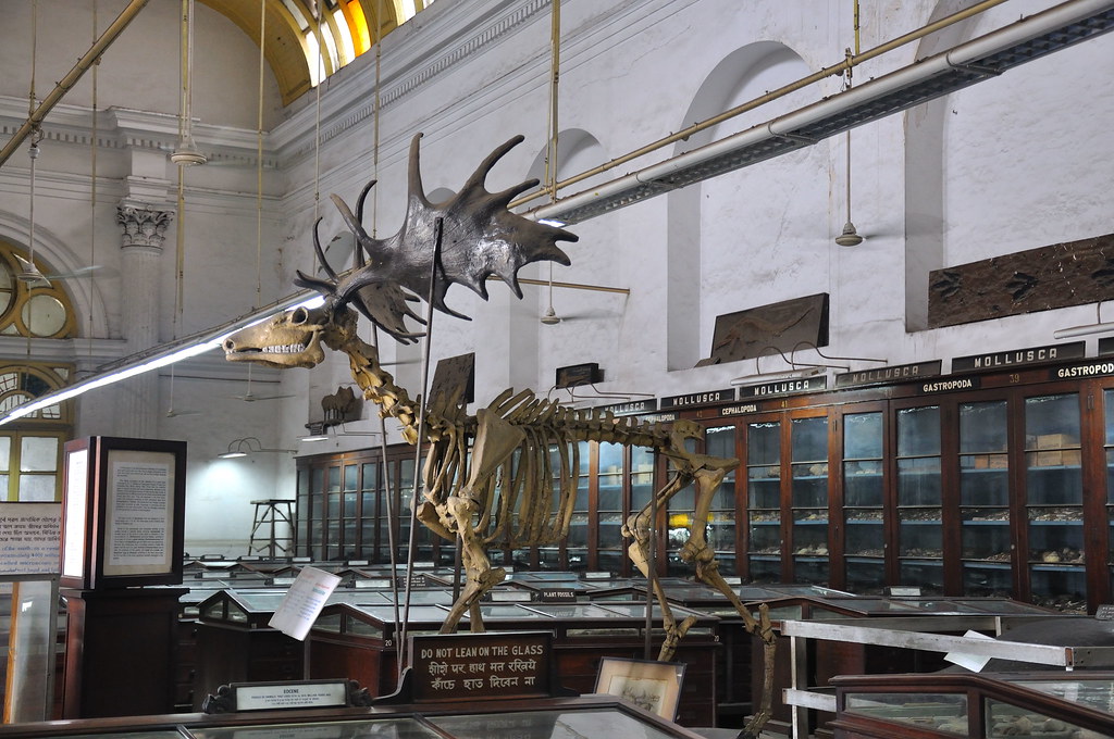 Deer Skeleton - Indian Museum Kolkata | The Indian Museum is… | Flickr