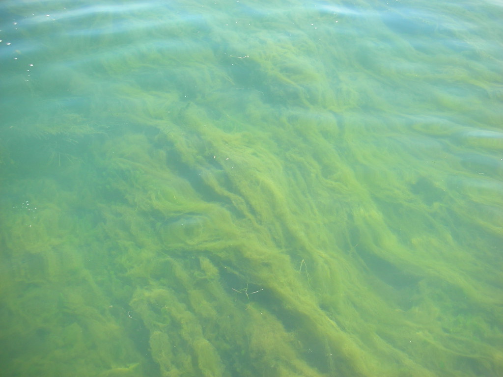 Detroit River Blue-Green Algae