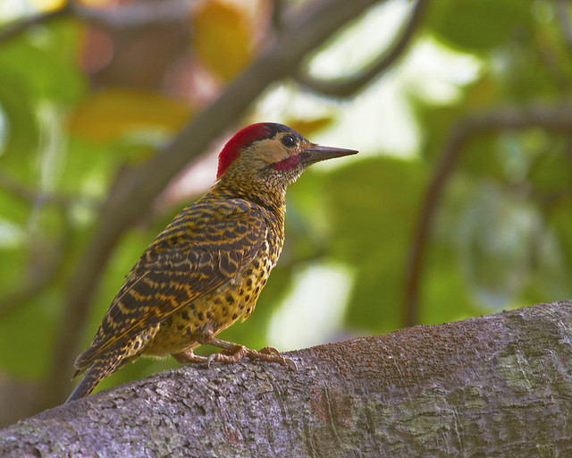 Pica-pau-verde-barrado (Green-barred Woodpecker)