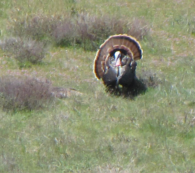 Wild Turkey Showing His Stuff in Rancho Cuyamaca State Park