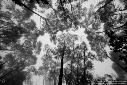 mist tree australia treetops nsw canopy robertson southernhighlands fitzroyfalls