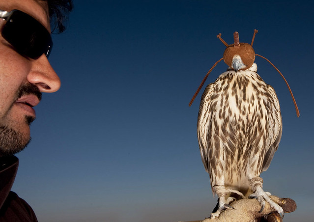 Master and falcon - Saudi Arabia