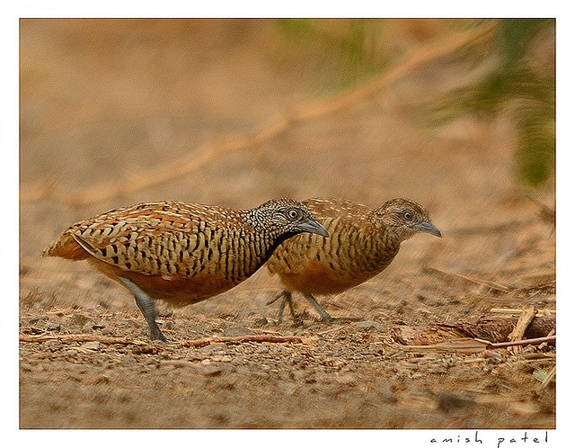 barred buttonquail