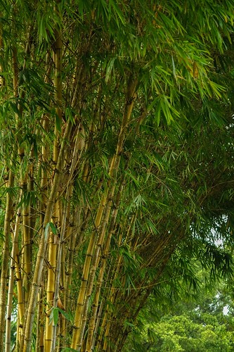 bamboo trees green leaves nature chinesegarden singapore garden park landscape