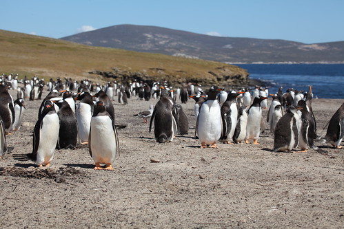 Gentoo Penguins on Saunders Island | by Liam Quinn
