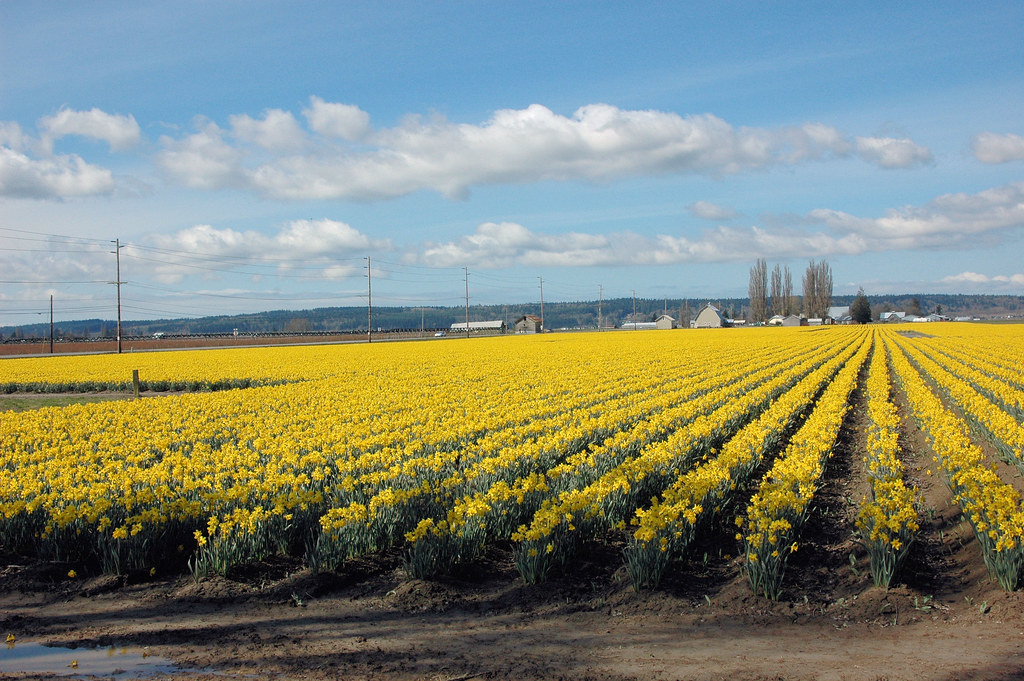 D70-0408-004 - Daffodil Field | Daffodil Field Off Best Road… | Flickr