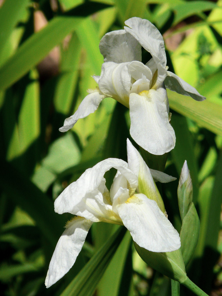Iris germanica (I) | Nombre común: Lirio, variedad blanca. | Salomé Bielsa  | Flickr