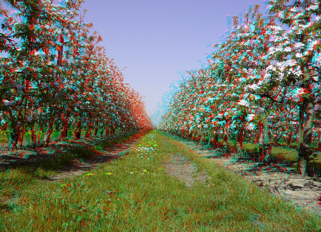 Fruitbomen Tiel 3D