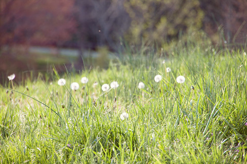 field grass dandelion wildflowers