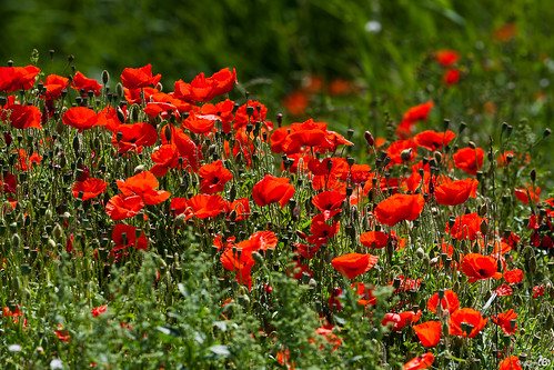 Real Poppies (Papaver) | by BraCom (Bram)