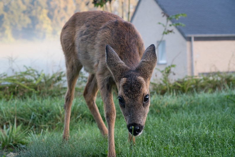 Young roe buck
