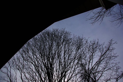 Shadow and Trees | by HuntrRamo