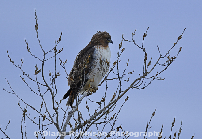 Prairie Hawk in Fort Niobrara Wildlife Refuge