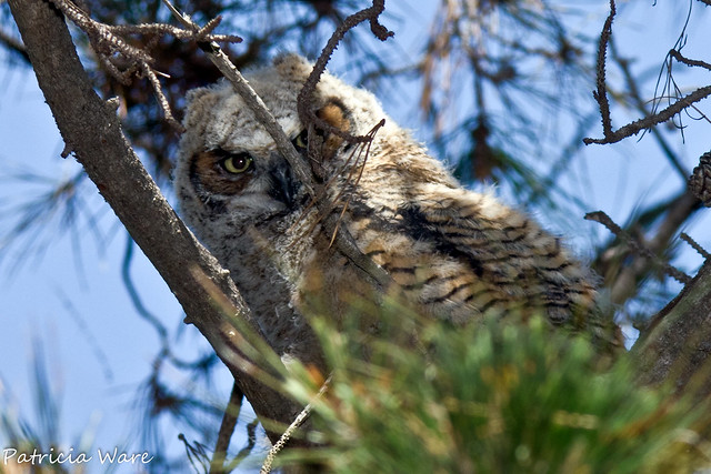 Owlet hiding behind the branches