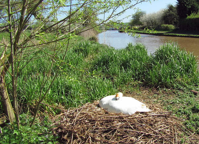 Swan sleeping on her nest near Beeston by Bronwyn Kelly