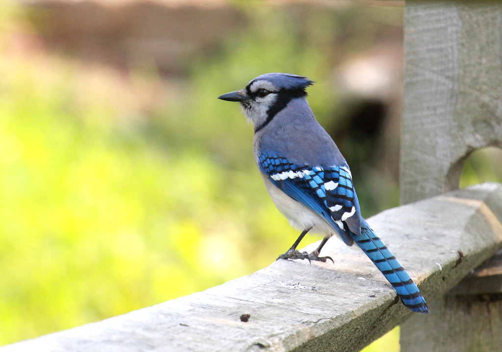 Blue Jay - Most Beautiful Birds in the worlds