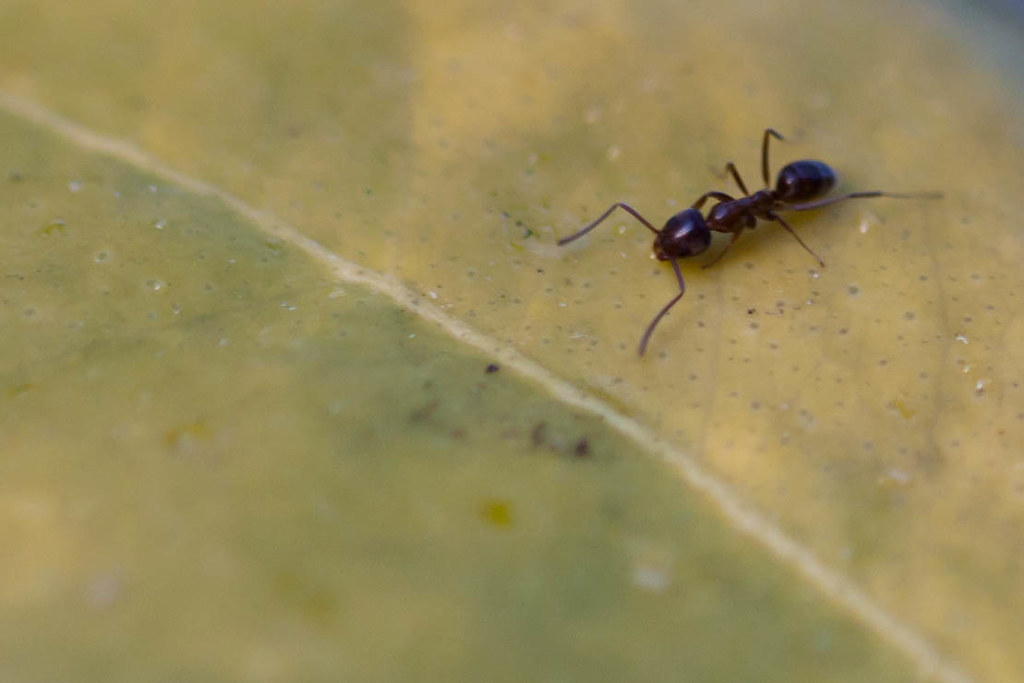 Ant | Ant - (100 mm, 1/8 sec at f/2.8) | Darrell Bishop ...