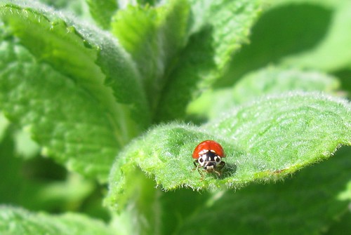 ladybug looking at me
