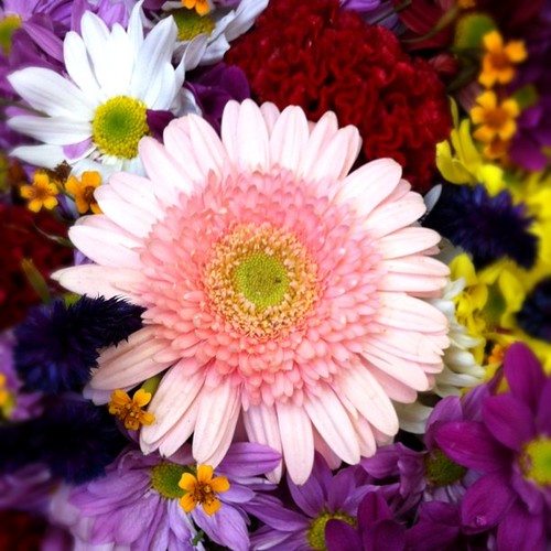 Flores do Meu Florista | Thelm\u00e5 Gatuz\u017ao | Flickr