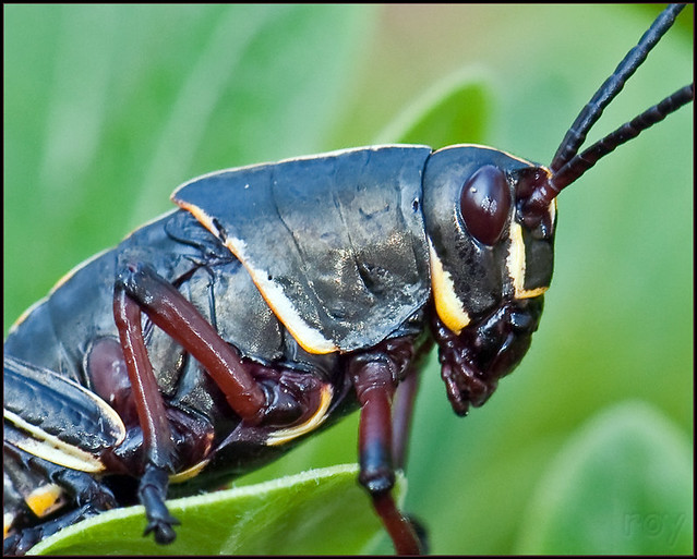 Romalea microptera - Eastern Lubber Grasshopper Instar