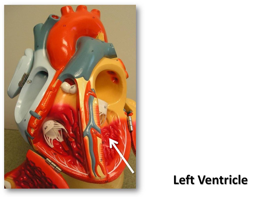 Left ventricle - The Anatomy of the Heart Visual Atlas, pa… | Flickr