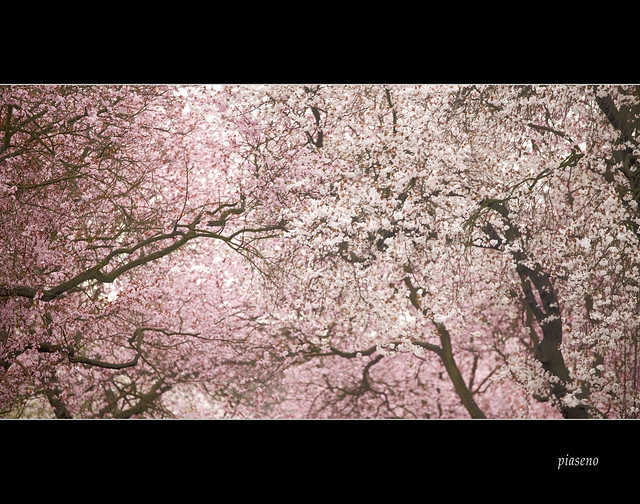 Cherry blossom (II)