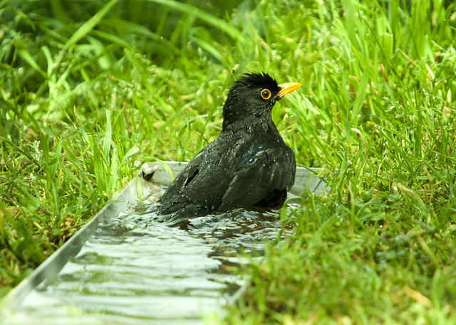 Blackbird bath!