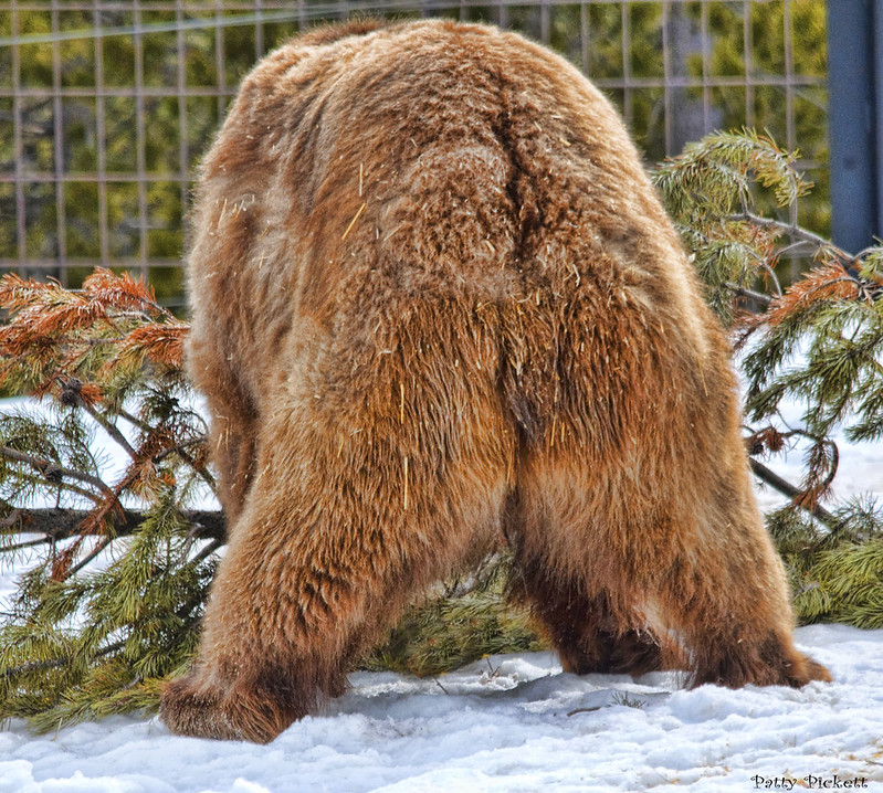 Ever wonder how many bear asses... | TexAgs