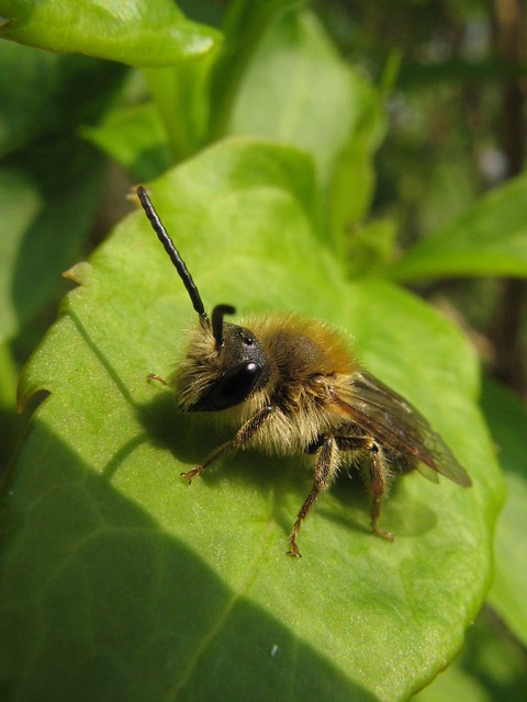Tiny Bee - Mining Bee.... Maybee?