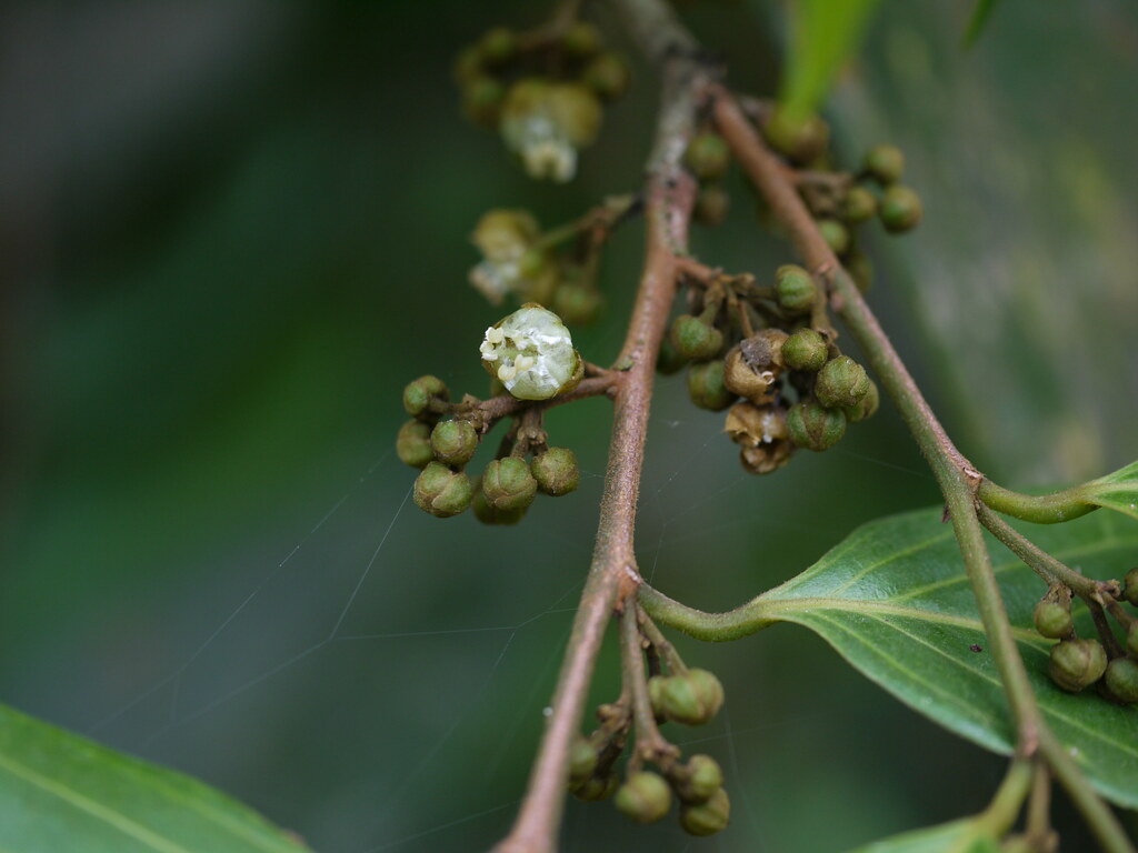 Hydnocarpus pentandra ♂