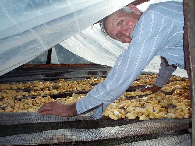 Ruben, secando manzanas; cerca de Yécora, Sonora, Mexico
