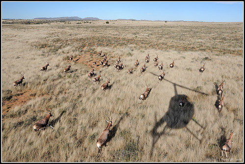 africa shadow movement state south free running helicopter antelope province r44 blesbuck openplain nikond300 damaliscusdorcasphillipsi blue2can laohuvalleyreserve nikkor1685edafsdxvr