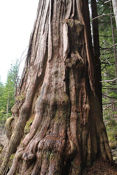 Subcomandante Marcos, Giant Yellow Cedar, off Big Tree Main - Memekay River Valley, Vancouver Island, British Columbia, Canada.