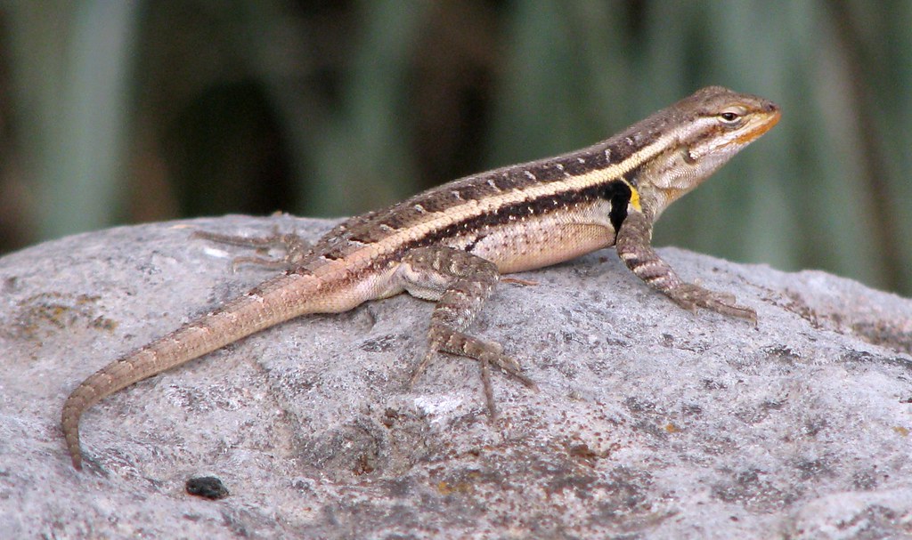Picture a Day May 19, 2011 - Texas Rose-Bellied Lizard (Sc… | Flickr