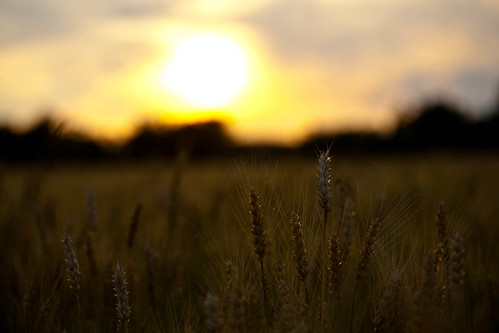 sunset field backlight amber waves wheat grain 365 day176 day176365 3652011 365the2011edition week25theme 062511