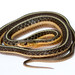 Flickr photo 'Thamnophis sirtalis (Common Garter Snake)' by: brian.gratwicke.
