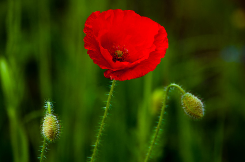 Poppy from a subway flowerbed