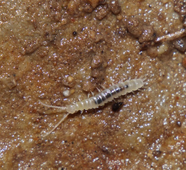 White symphylid Centipede Hanseniella sp symphyla Scutigerellidae Myriapoda sub phyllum Labiata Airlie Beach rainforest P1110124